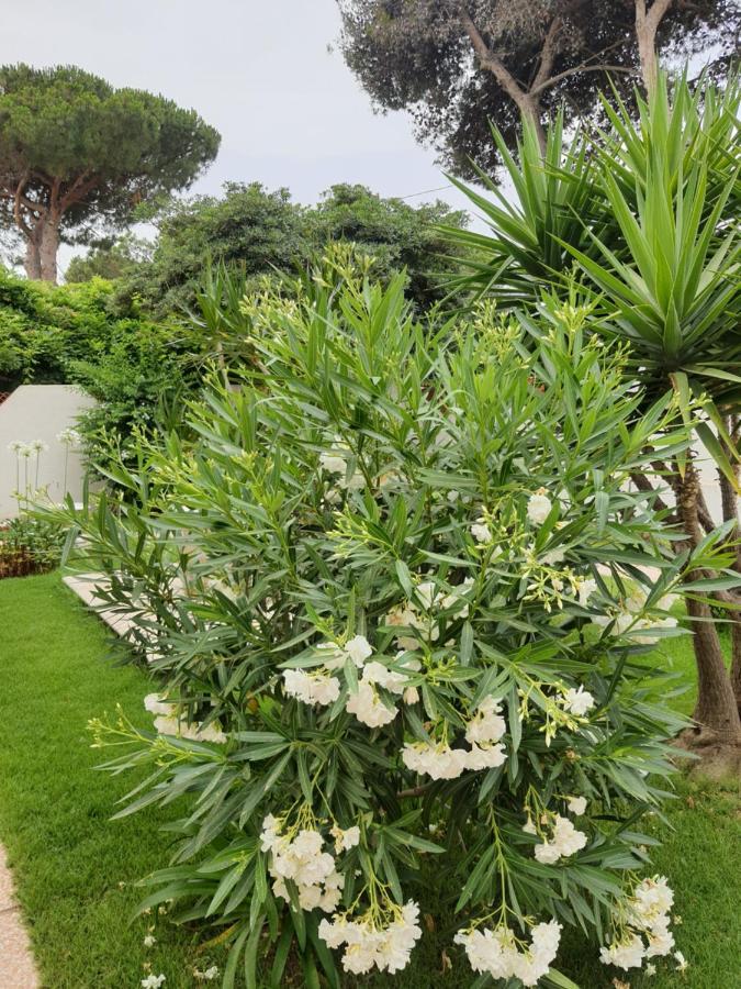 Bed and Breakfast Sole D'Oro Iun S4354 La Maddalena  Экстерьер фото